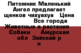 Питомник Маленький Ангел предлагает щенков чихуахуа › Цена ­ 10 000 - Все города Животные и растения » Собаки   . Амурская обл.,Зейский р-н